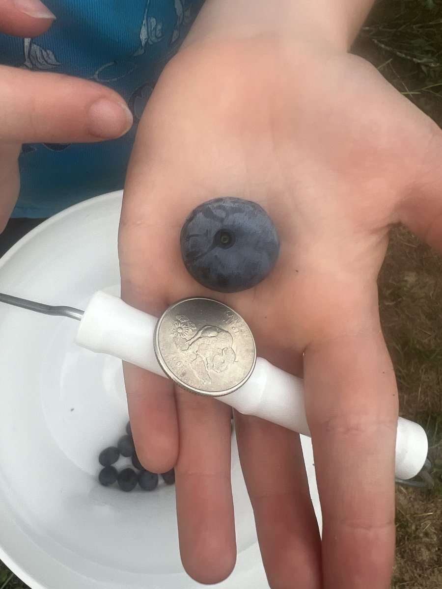 sandy_dandy's tweet photo. Yum! 🫐 #blueberries #getoutside #texasberries #eatlocal #MoorheadsBlueberryFarm #AnnualTradition https://t.co/beAl21NNV4