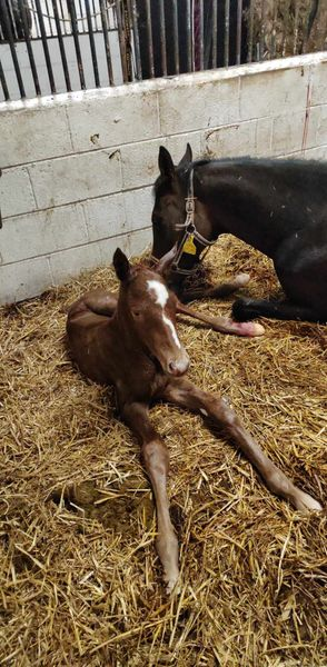 Eskdale_Stud's tweet photo. #LifeboatMona gave birth to this outstanding colt 2 days ago. Sire is #Logician. We're expecting great things for this very handsome chap - look at his bum muscles ππͺ #Futureisbright @shadeoakstud @rpbloodstock @bloodstocknews @willy_twiston https://t.co/Z1P4cOsSJ9