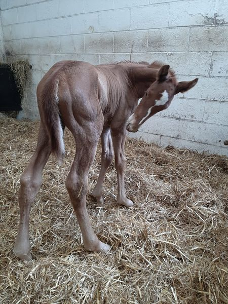 Eskdale_Stud's tweet photo. #LifeboatMona gave birth to this outstanding colt 2 days ago. Sire is #Logician. We're expecting great things for this very handsome chap - look at his bum muscles ππͺ #Futureisbright @shadeoakstud @rpbloodstock @bloodstocknews @willy_twiston https://t.co/Z1P4cOsSJ9