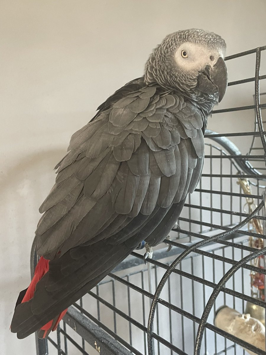Saint Stanley Parrot OBE CPP 🦜 tweet media