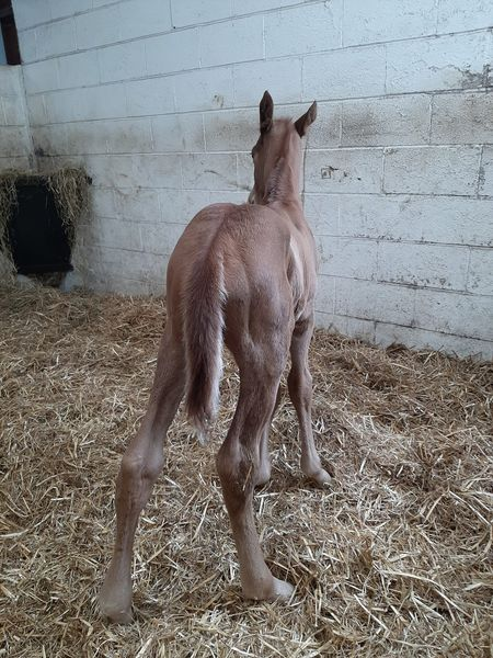 #LifeboatMona gave birth to this outstanding colt 2 days ago. Sire is #Logician. We're expecting great things for this very handsome chap - look at his bum muscles 👀💪 #Futureisbright @shadeoakstud @rpbloodstock @bloodstocknews @willy_twiston
