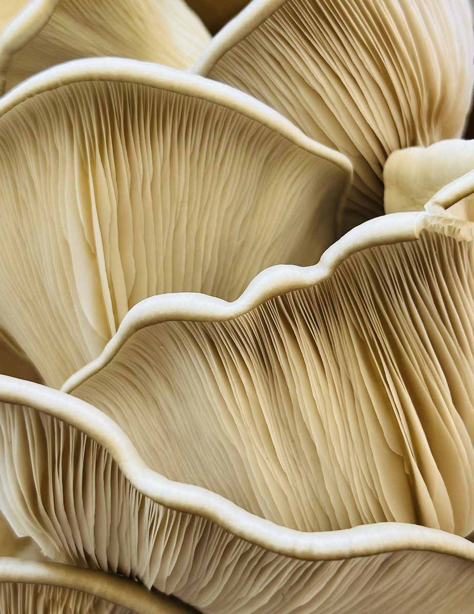 Ava Sol 💃🌞❤️🔥 tweet media