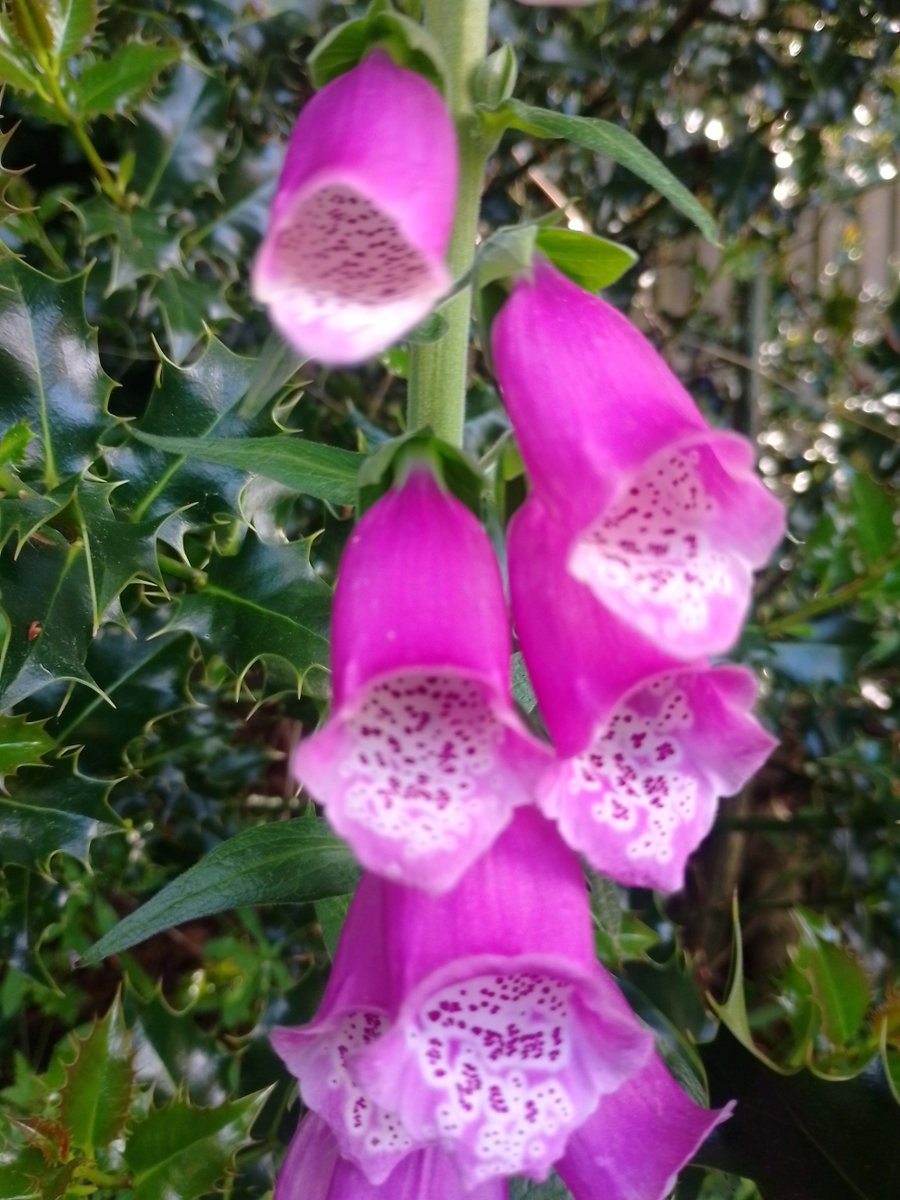 Summer flowers