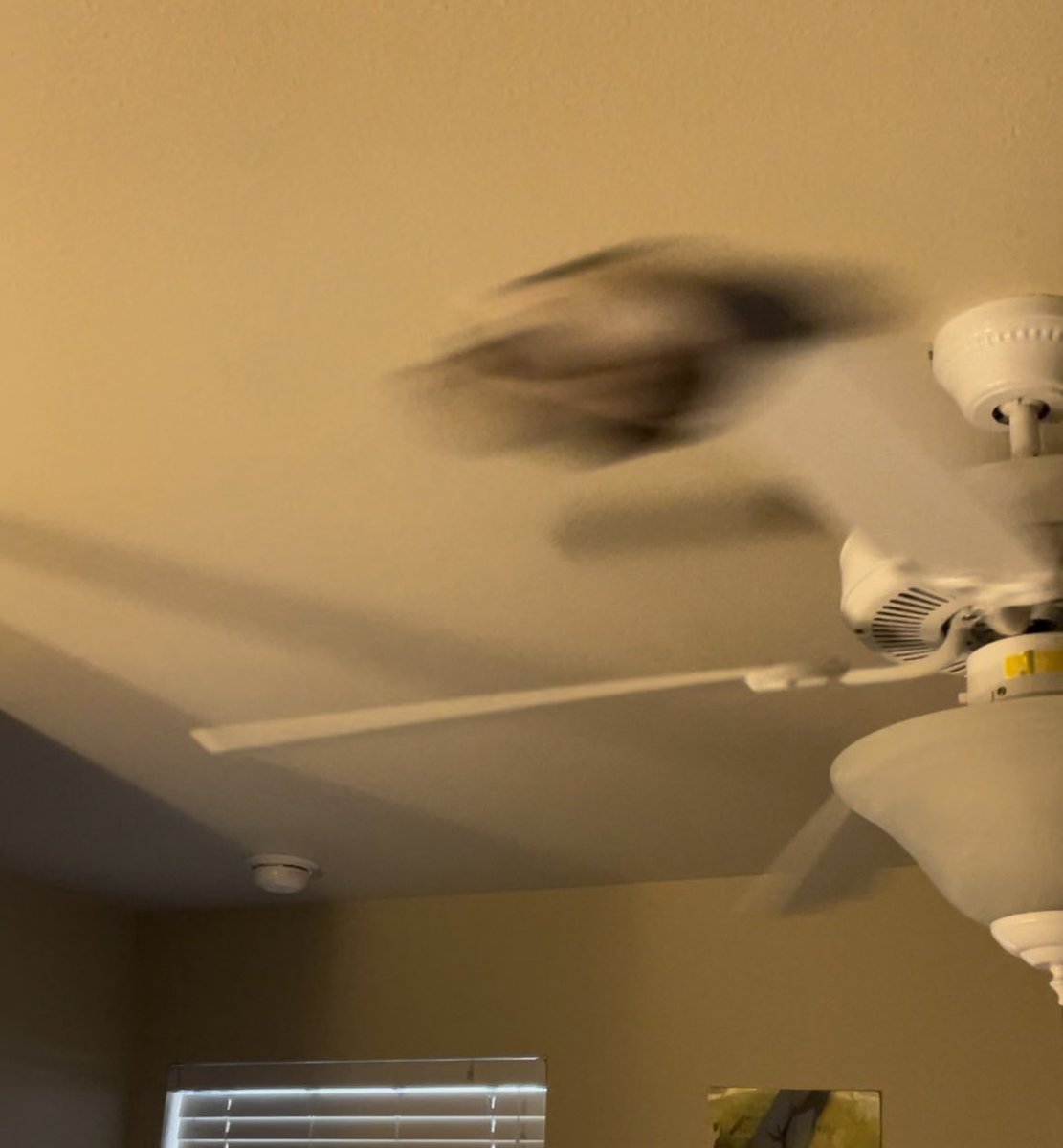 banana fish plushes (@bananafishplush) on Twitter photo 