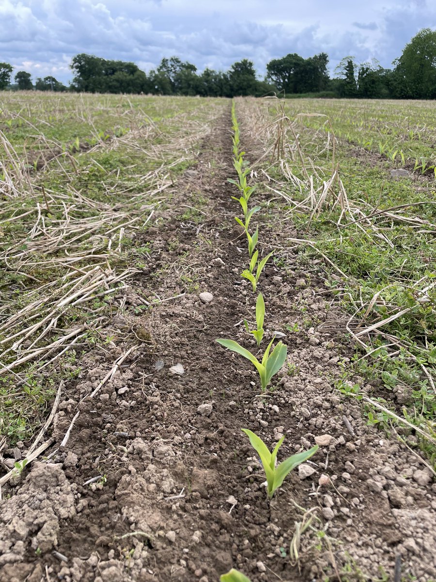 Maïs dans du trèfle blanc nain, objectif calmer fort sans le détruire ? Des idées ou des pistes ? Le détruire on sait faire mais le garder juste vivant serait une piste intéressante dans ces terres humide pour l’hiver prochain