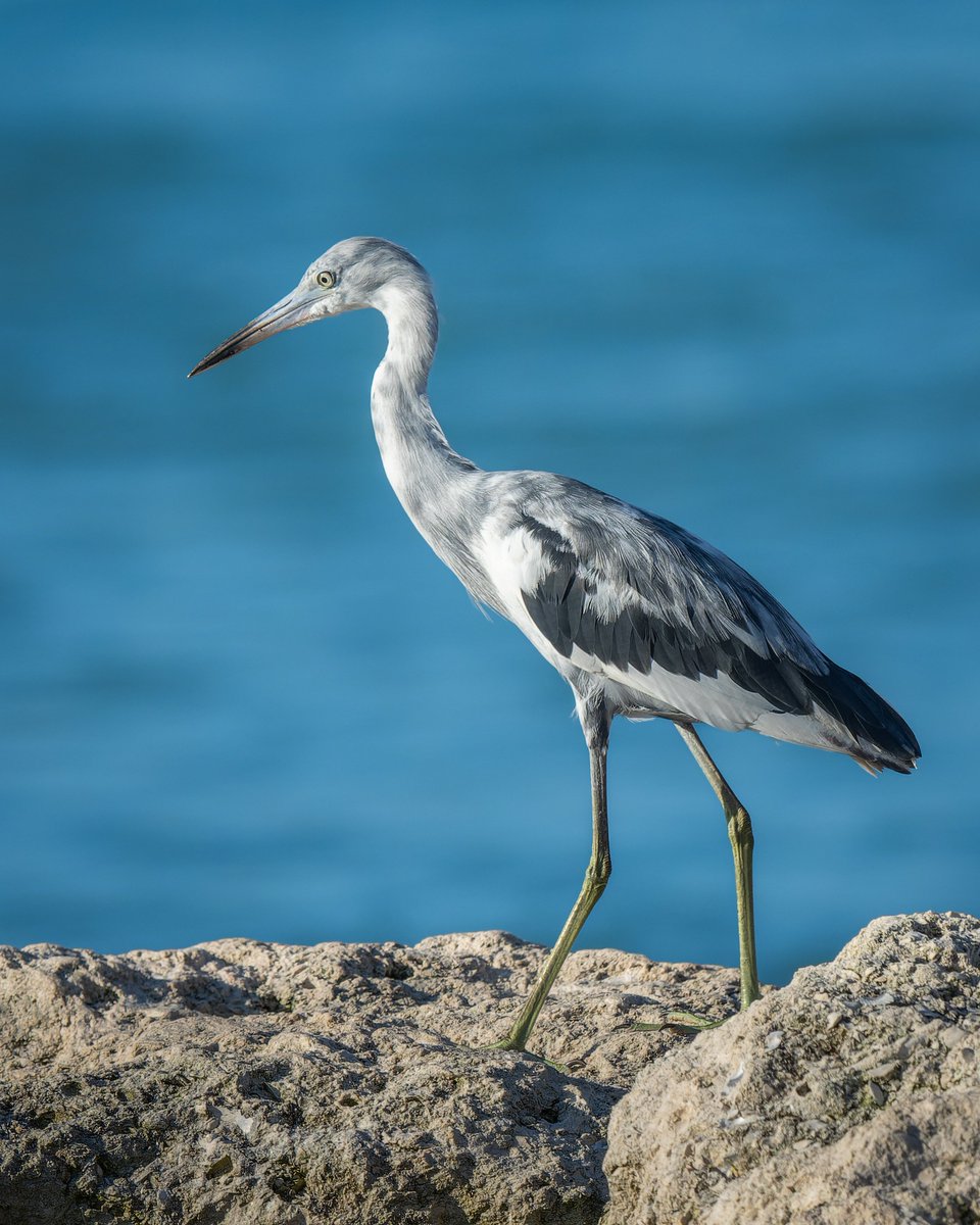 Wishing you a wonderful weekend. 

Juvenile Little Blue Heron 
#photography #naturephotography #wildlifephotography #thelittlethings