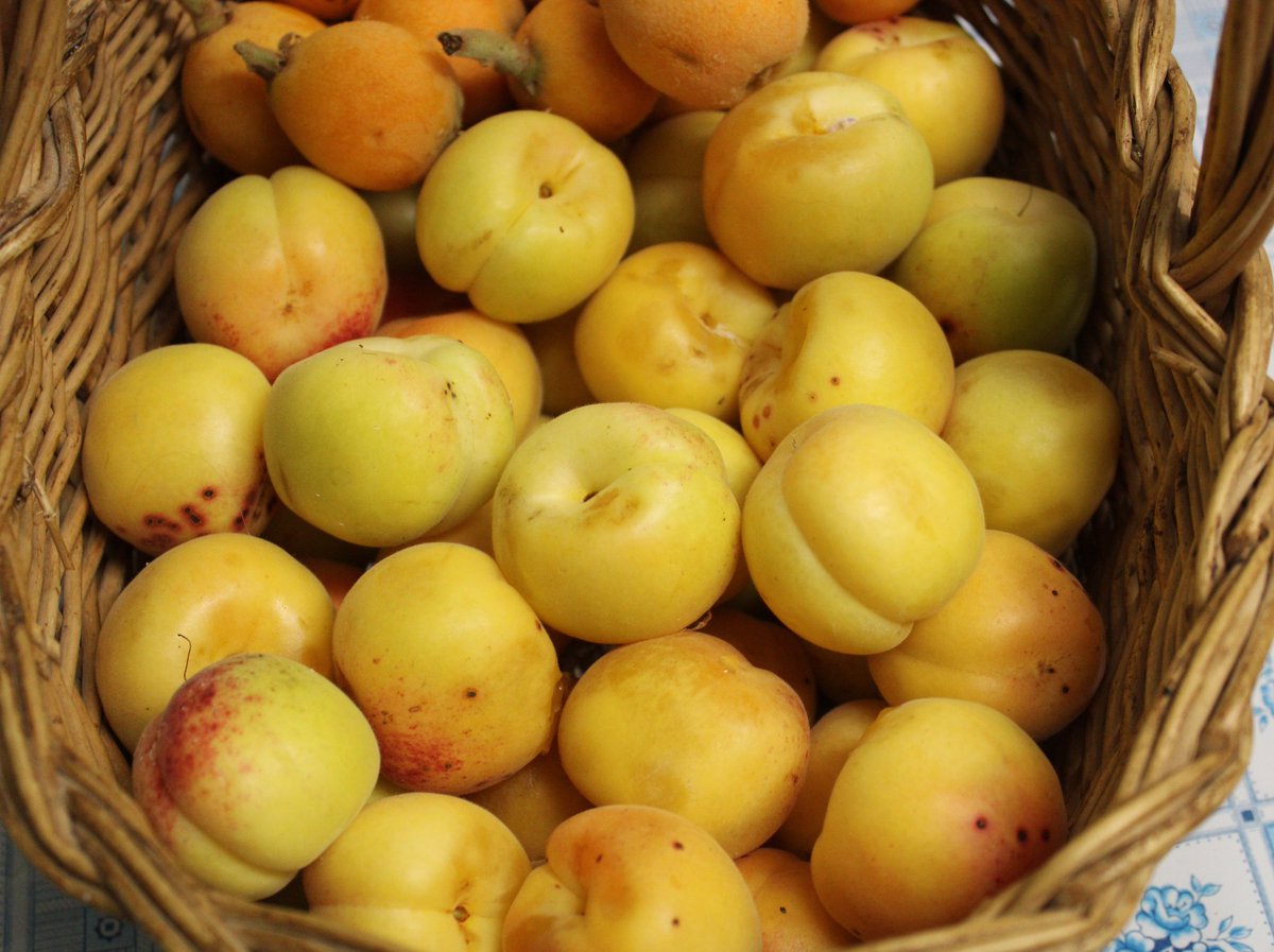 DelfinaMonfort's tweet photo. Del árbol a la boca #exquisiteces #arbolesfrutales🌳 #cerezas🍒 #albaricoques #nísperos  #frutadeltiempo #mayo2024 https://t.co/VUqf2ueovE