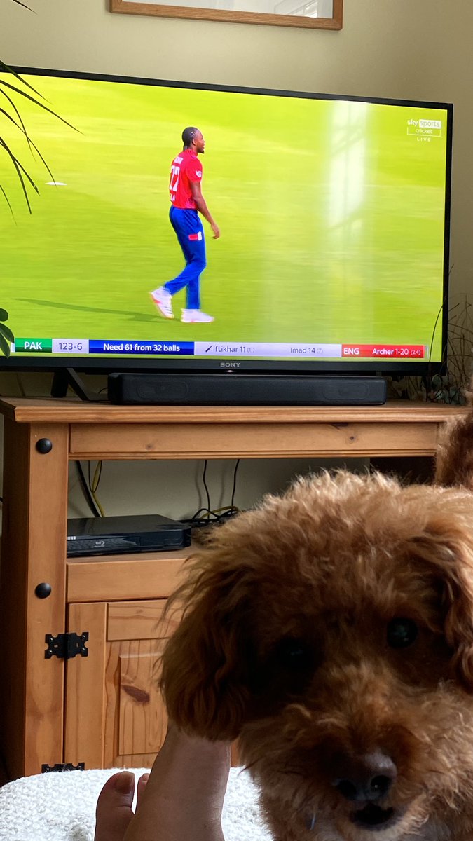 ExploraNeedham's tweet image. Lay in, lovey walkies, pub lunch and now this.  Best day in a while