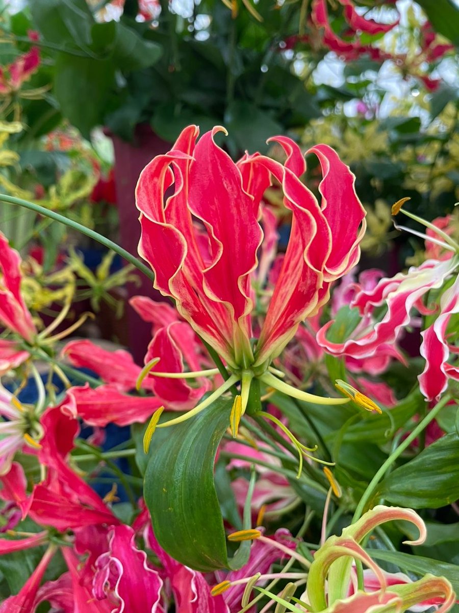 Ngaikomborerwe nyika yeZimbabwe 🇿🇼
Kalibusisiwe ilizwe leZimbabwe 🇿🇼

From the sunny☀️North East coast of Scotland 🏴󠁧󠁢󠁳󠁣󠁴󠁿, wishing all Zimbabweans a happy #AfricaDay wherever you are.