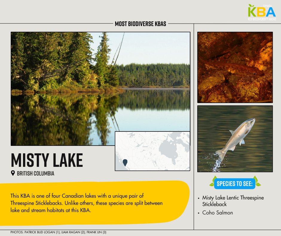 KBACanada's tweet photo. Misty Lake Lentic Threespine Stickleback &amp; Misty Lake Lotic Threespine Stickleback are endemic species found only at this #KBA.

Both are listed as Endangered by @cosewic and ranked G1 &amp; N1 by @natureserve. As a result, Misty Lake is a global Key Biodiversity Area✨ #30DaysofKBAs https://t.co/W350ydGgqN