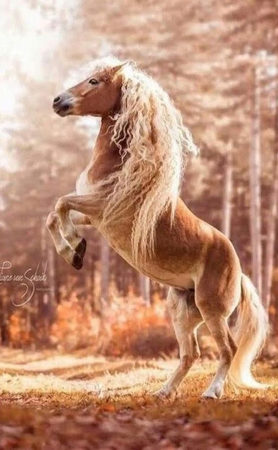 The Haflinger Horse Haflingers can be a great choice for many equestrians. Their small stature makes them easier to mount and dismount than larger horses, and the fact that many of these horses can be both ridden and driven is a great perk, too. Haflingers tend to be calm and