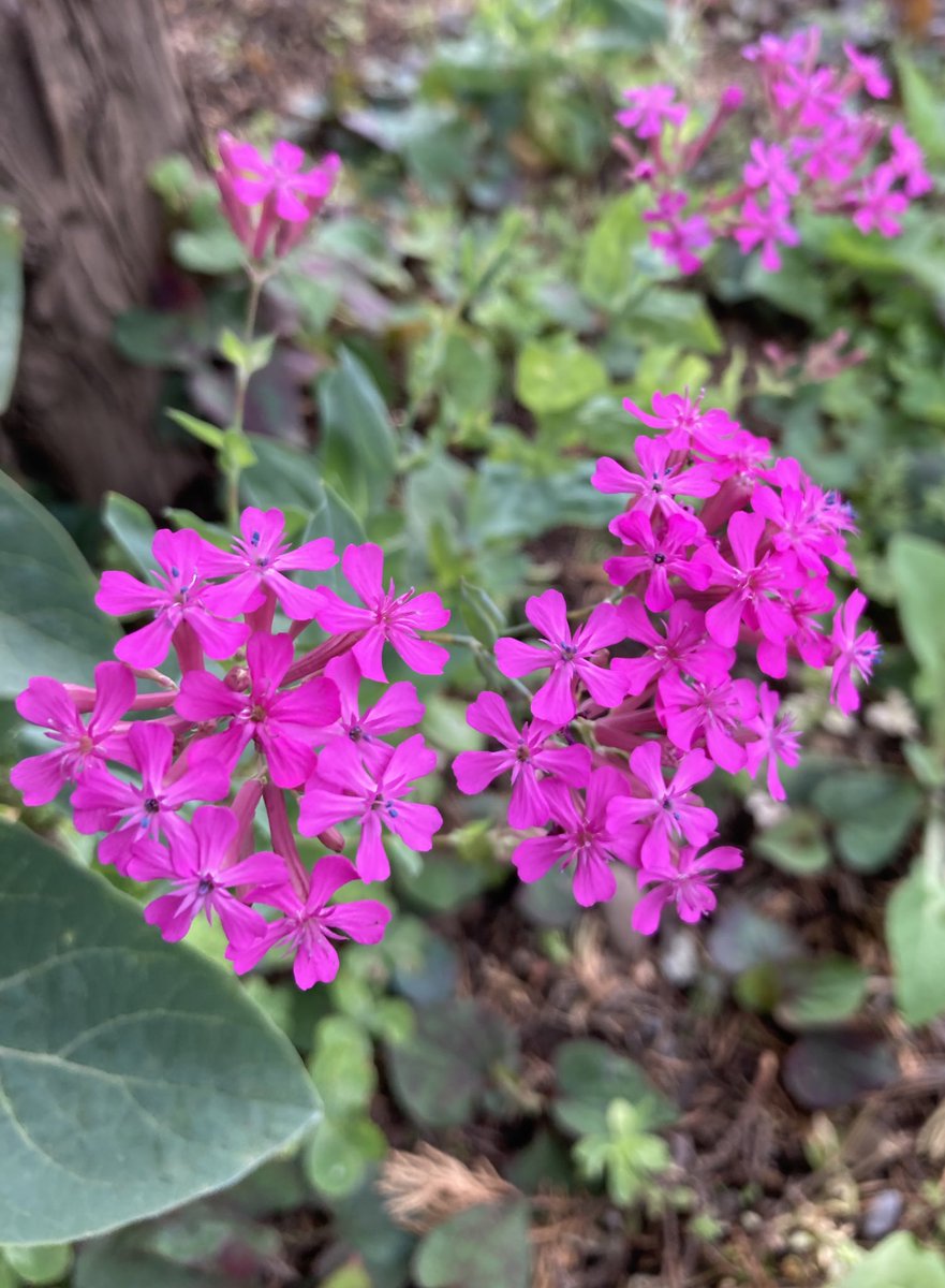 murasaki_hana_'s tweet image. .
#Catchfly #虫取撫子