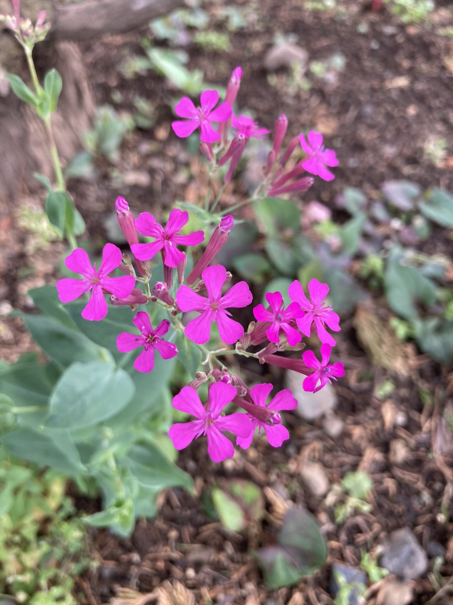 murasaki_hana_'s tweet image. .
#Catchfly #虫取撫子