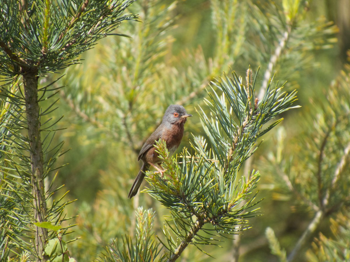 AlexWBirding's tweet photo. Timed a weekend outing to Thursley Common with @freya_fulcher well with news of a Red-backed Shrike surfacing this morning, my first in the UK in over 15 years. Good to see all the usual heathland specialities too, as well as a bonus Spotted Flycatcher. @SurreyBirdNews https://t.co/thSAqpQ1ZZ