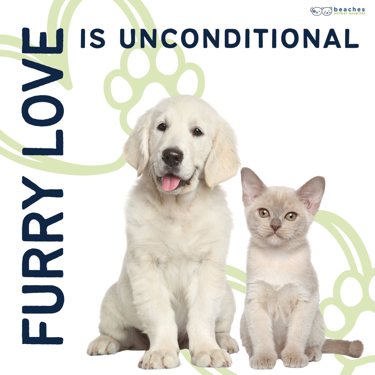 They say a pet's love knows no bounds, and we couldn't agree more! 🐶 From the wag of their tail to the purr of their contentment, our furry friends have mastered the art of unconditional love.

#love #instagood #cute #pet #petstagram #photooftheday #instamood #adorable #instapet