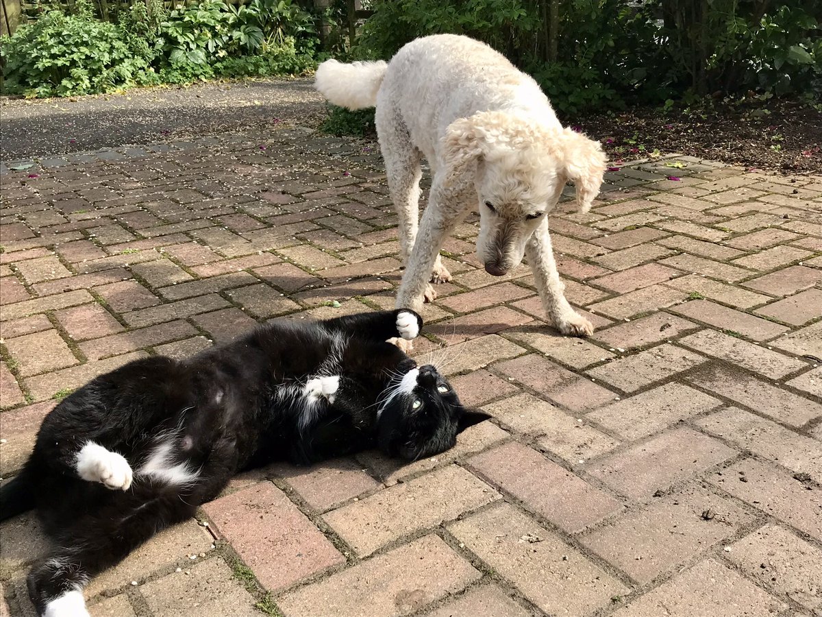 The weekend so far … mist in the Cheviots, sunshine in the Borders. Pity there’s rain in the forecast tomorrow but hey not a bad start! #ScottishBorders #Northumberland #catsanddogs