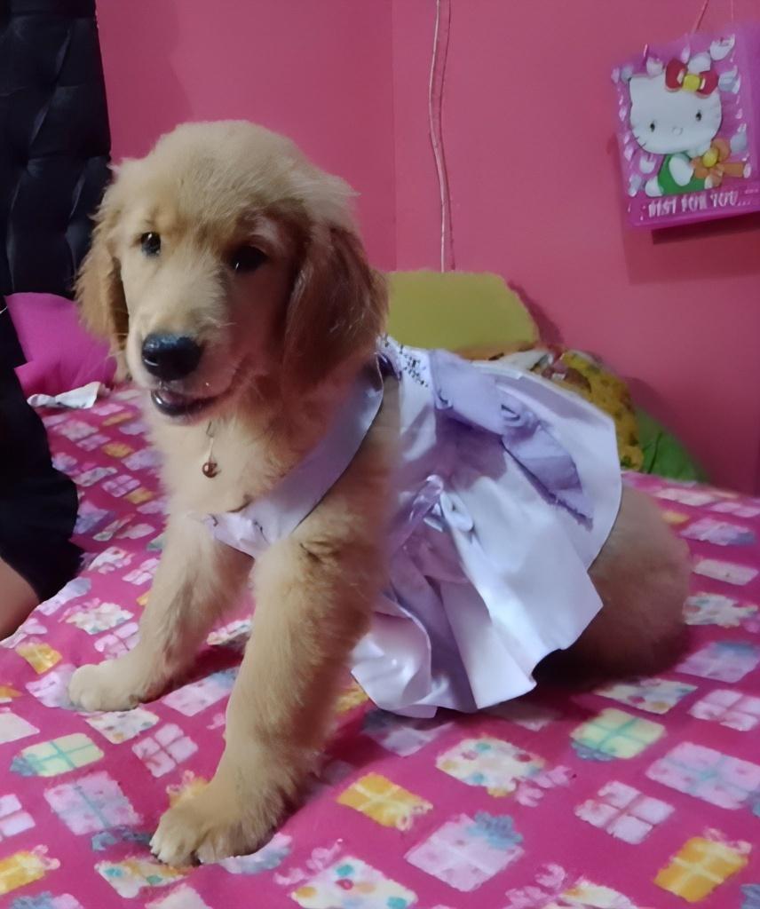 My doll 🤍
👉 amzn.to/43cNsKc
#dogs #ad #pets #adogslife #cutedogs #dogsoftwitter #iloveanimals #petlife #petsoftwitter #cute  #petlovers #dog #DogsOnTwitter #dogtwitter #dogoftheday #pet #petsontwitter #adorable #cute #cuteanimals