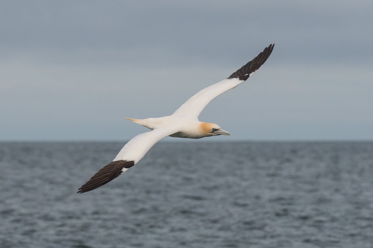 look out for gannets flying by, when you walk along the coast.  They are visible for some distance.