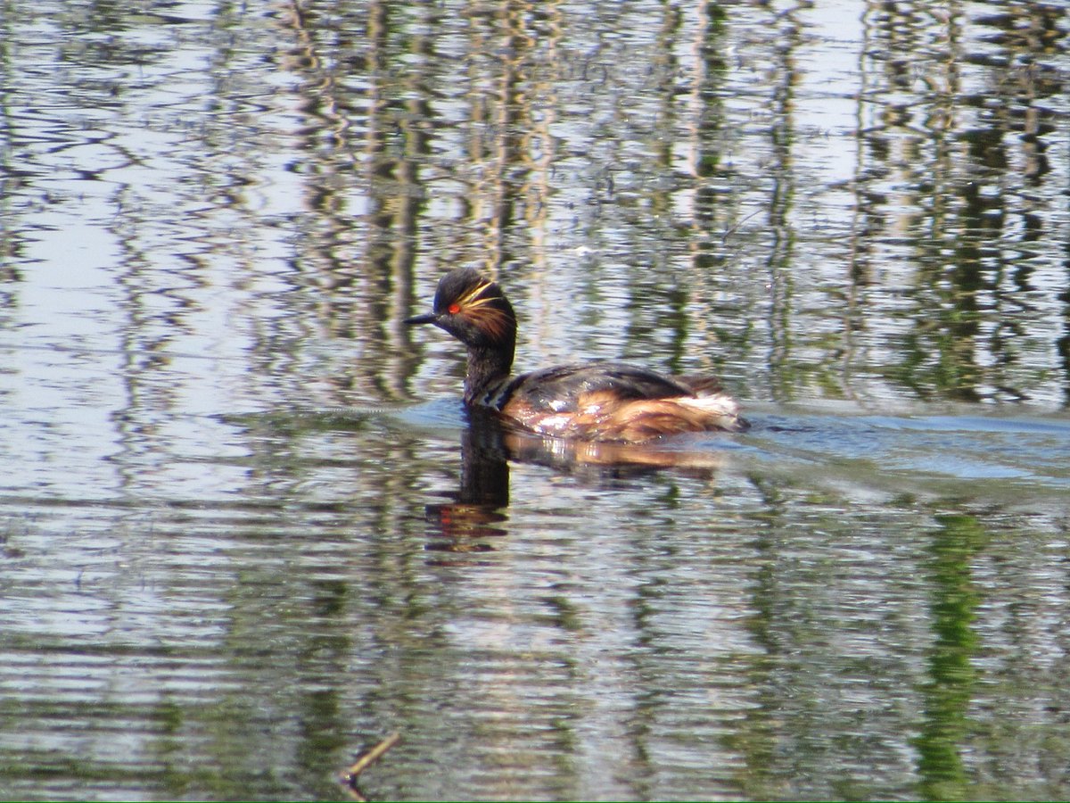 Black-necked grebes at Swillington Ings this morning (one of my fave birds) brilliant to see a such success story for them, well done @RSPBAireValley and all involved 😁👍 @nybirdnews @teesbirds1