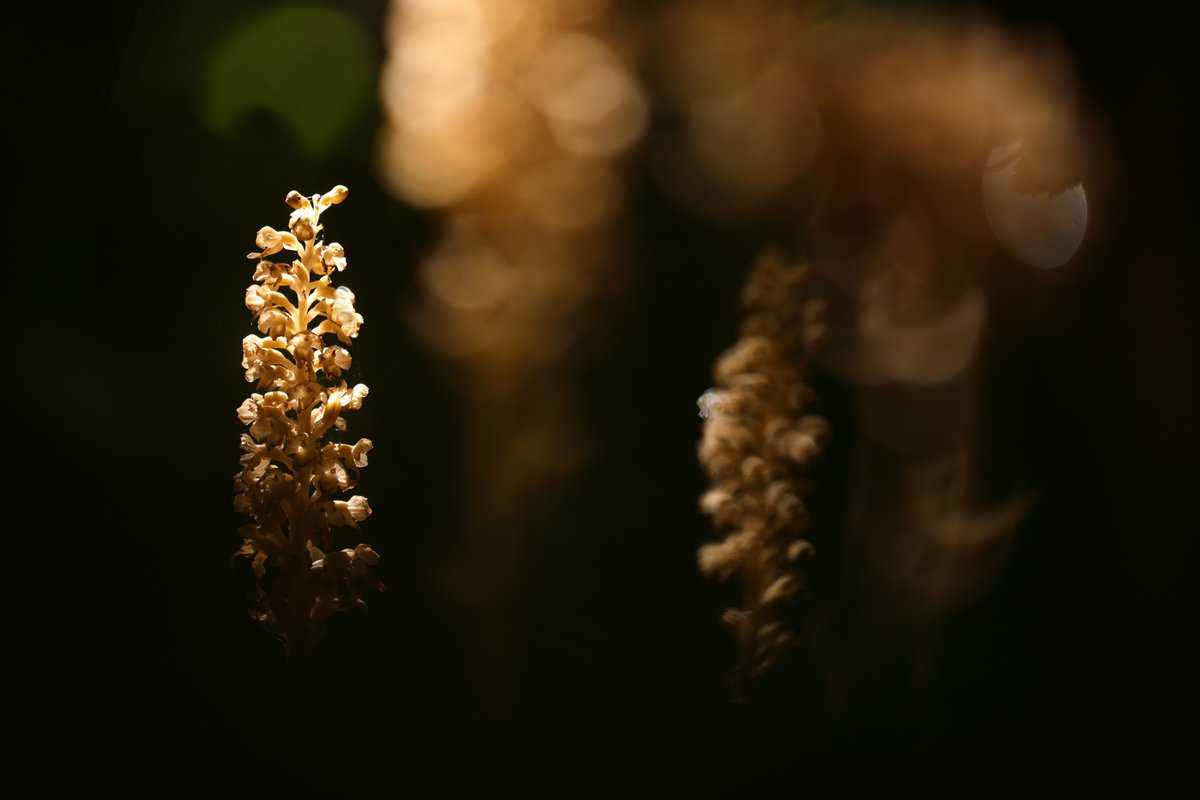 Bird's Nest Orchids