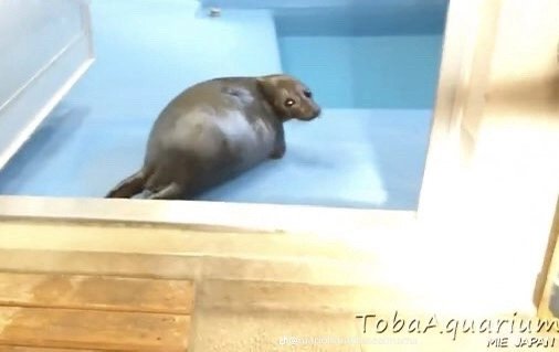 Pikanari_Sachx's tweet photo. Silly little foca tiene pérdidas de memoria uwu  #nvps https://t.co/OJdb7ILuNE
