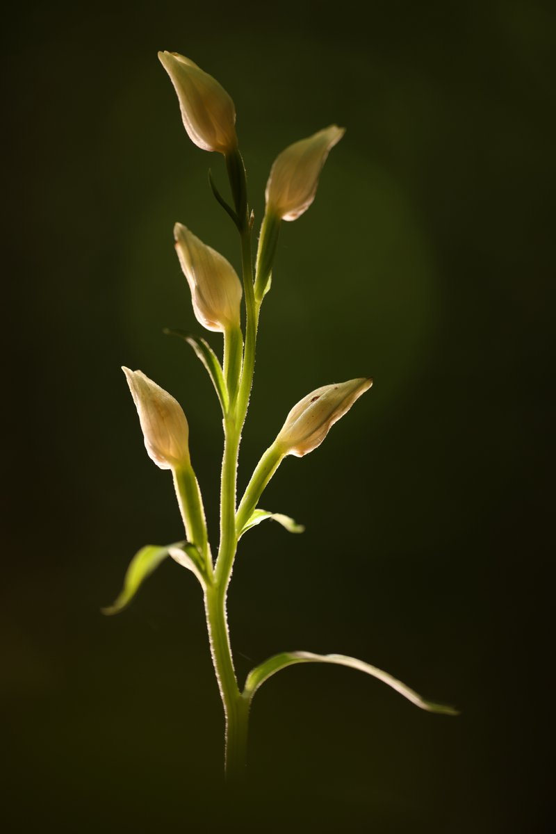 White Helleborine, the majority I found today had been nipped off by deer.