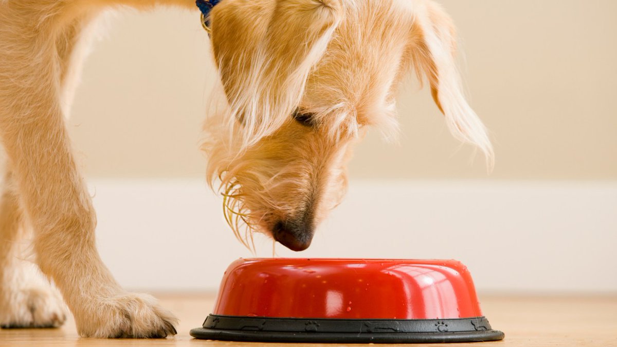 Memorial Day foods your dog should avoid trib.al/SDV3aXL