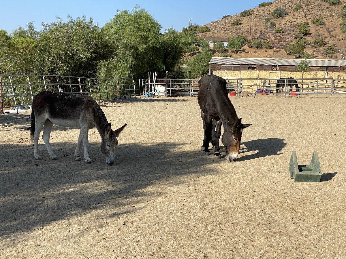 @DonkeySanctuary Daisy (donkey) and Dreamer (draft mule)