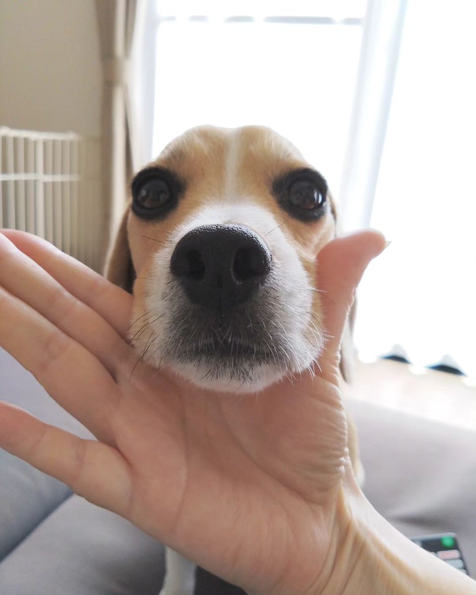 SelinaSelibison's tweet photo. #beagle #beagles #beaglelove #beaglestagram #instadog #dogstagram #dog #beaglesofinstagram #dogsofinstagram #doglover #beaglelife #beaglemania #beagledog #dogphotography #beagleworld https://t.co/BUuE7vUPYm