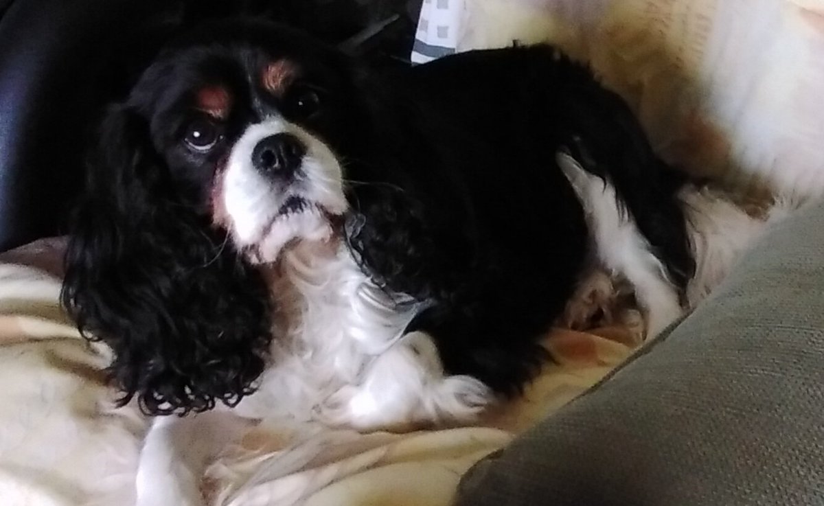 Dear💗furiends, wiff many tears & a broken heart💔 I haff to pass along that our most loved & cherished Rossi💗left us this morning while driving home from town. We think it was his heart.❤Rossi was 8.5 yrs today. Furever loved & missed.💕💗🐾 #Cavpack