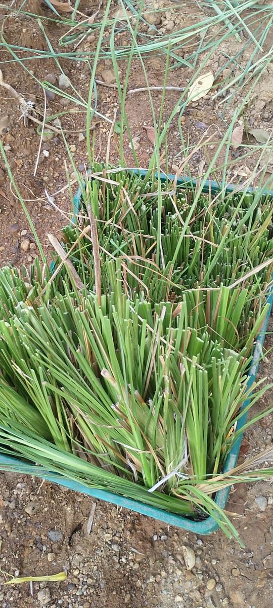 bburnworth's tweet photo. Vetiver ready for planting 😁 Know as the miracle grass. We use it for erosion control, (grows fast even in poor soil), slope stability (roots go 15’ + deep) and mulch (grows fast but does not breakdown fast). Only spreads beyond a clump by splitting existing plants. https://t.co/wjcYdpvF0m