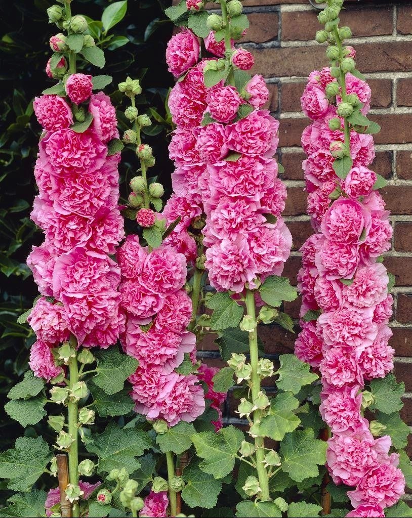 🍃double pink hollyhocks 💐🌸💗