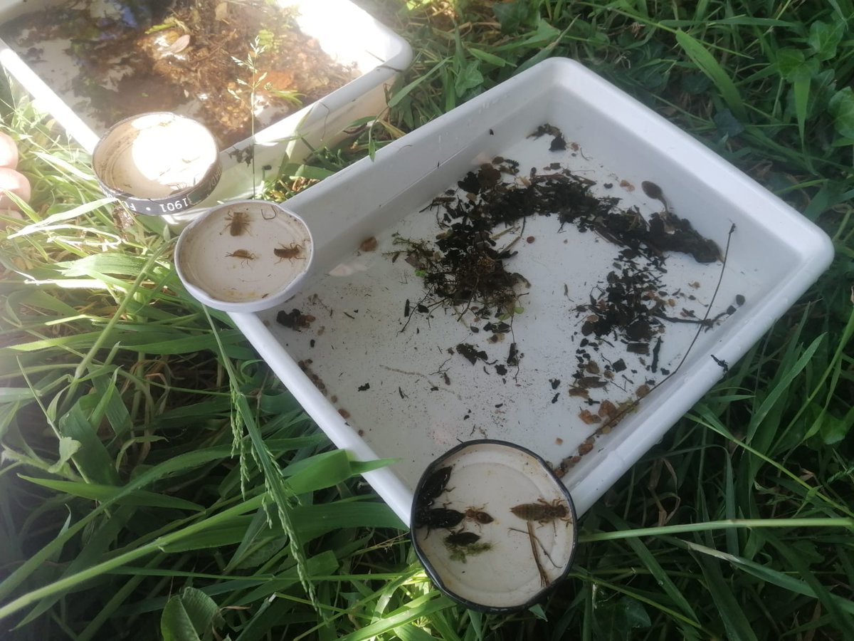 Colectivo das Pedras Galladas tweet media