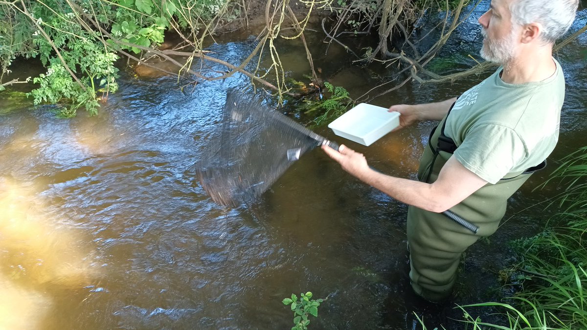 Colectivo das Pedras Galladas tweet media