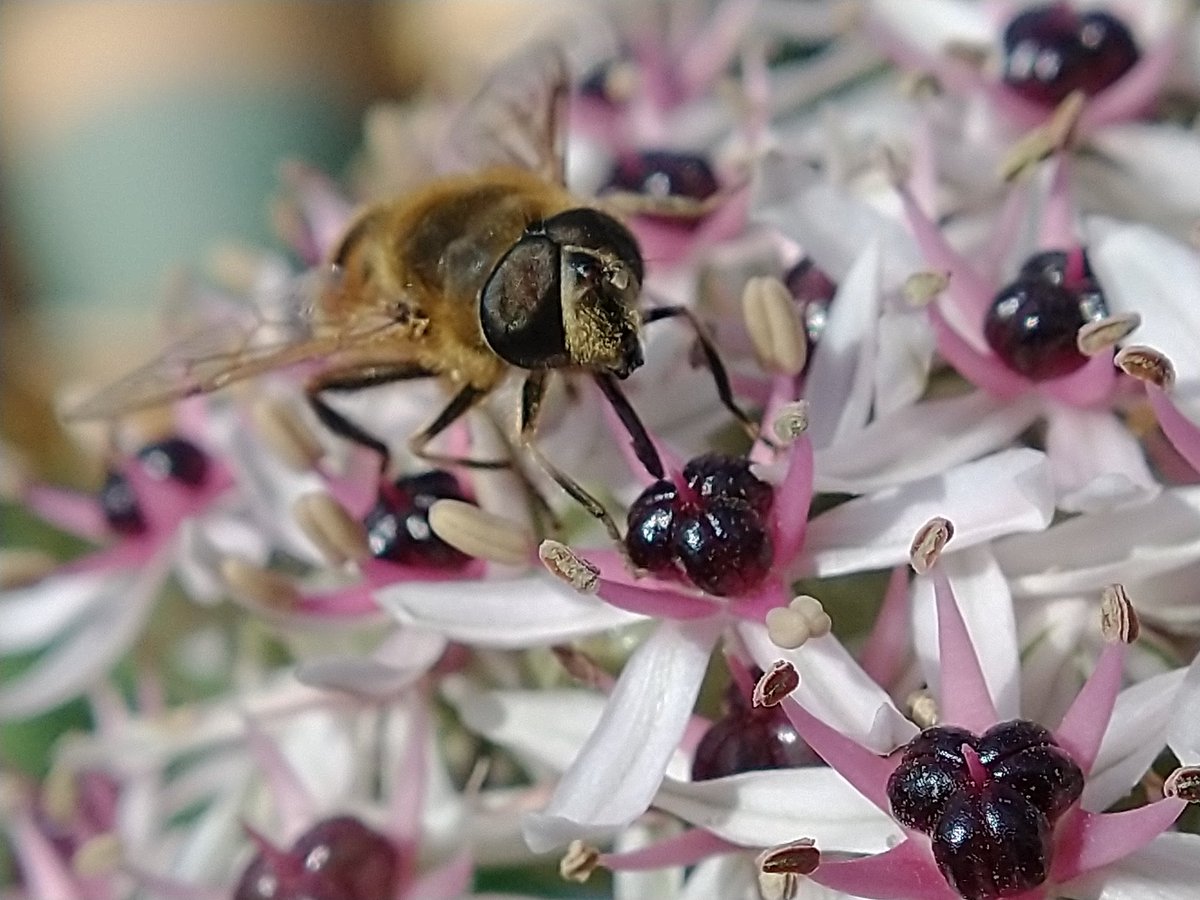 SewellLeigh's tweet photo. Hover fly sticking it's tongue out on allium silver spring 😊
#GardeningX #GardenersWorld #MacroHour #insects #thephothour #macro https://t.co/R7pTjLbVrJ