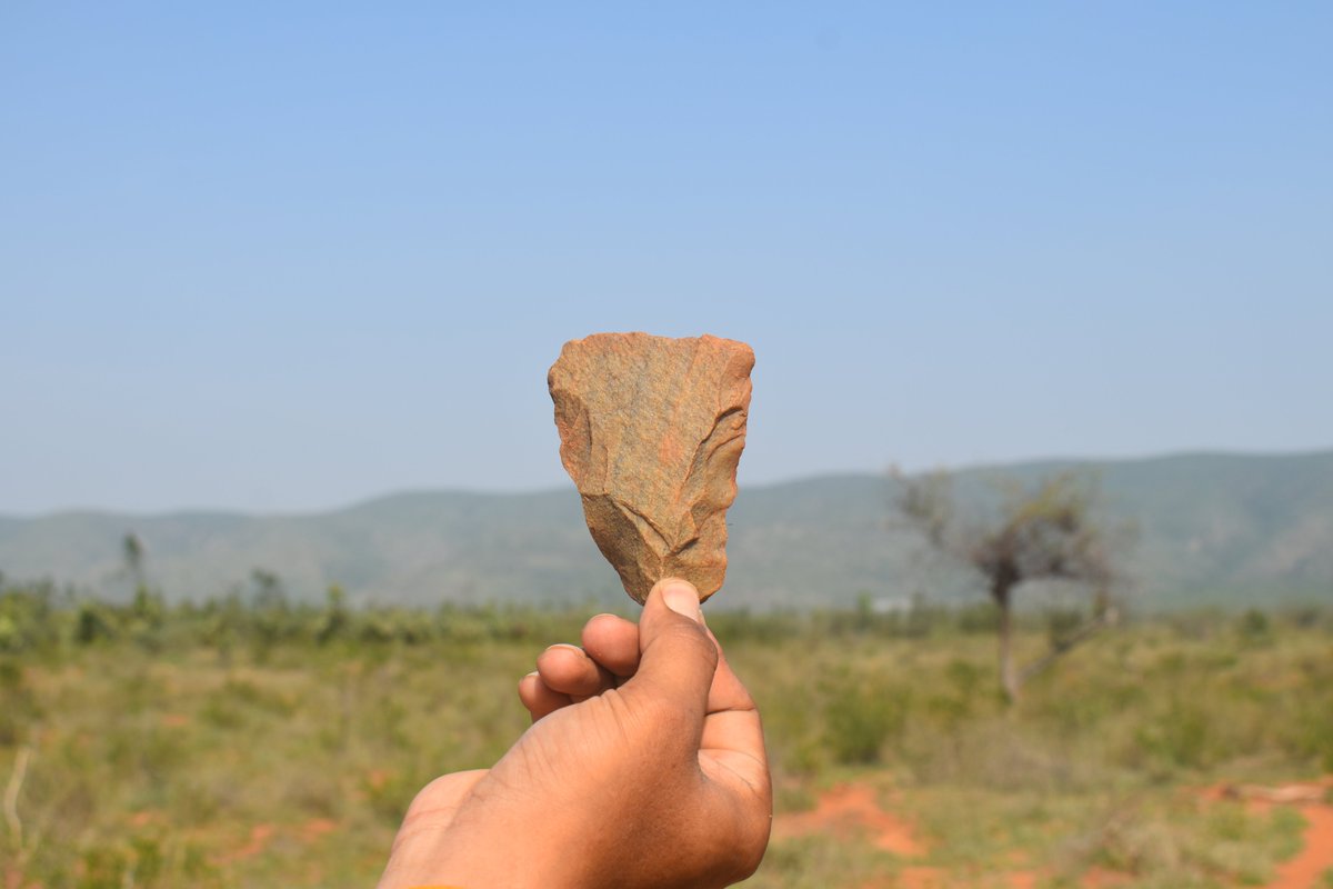 Belated #fieldworkfriday and non #flintfriday

Here is an example of a diminutive cleaver! 

The edges are still sharp! So fresh! 

Such diminutive bifaces are commonly observed in Indian Middle Palaeolithic assemblages. 

#Humanorigins #India