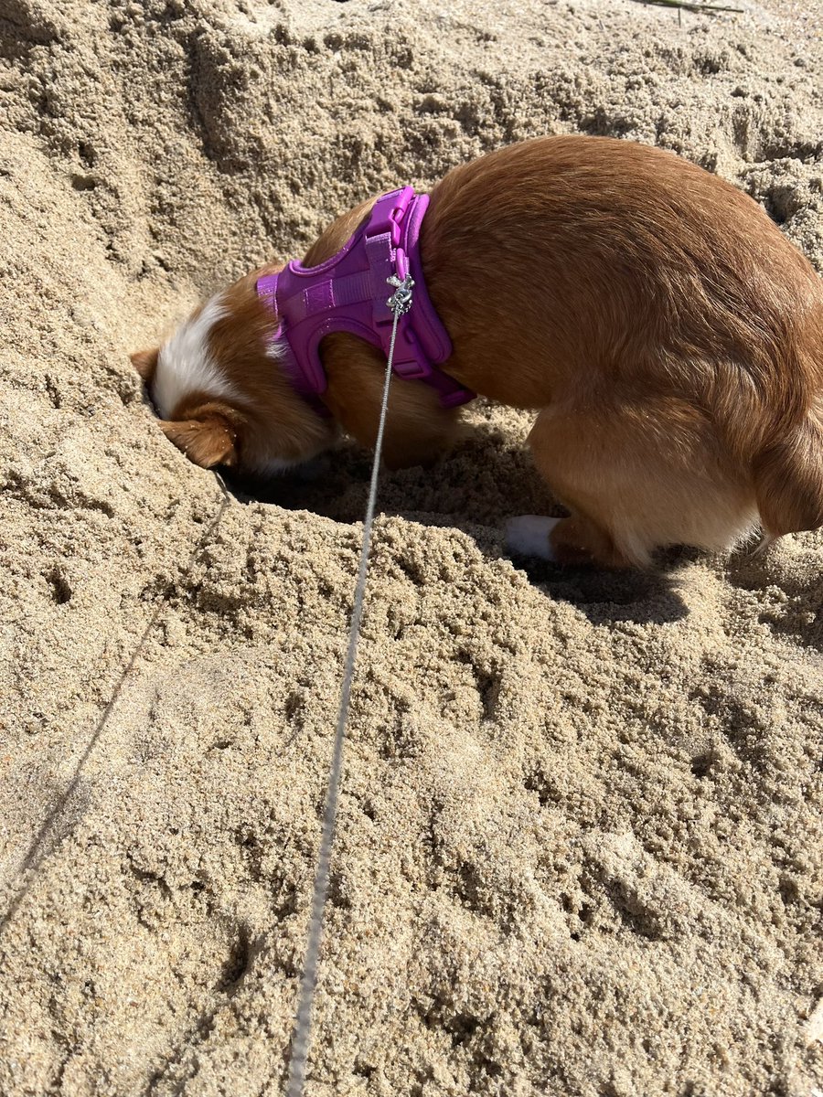 Joanie is digging her way to China! 🤦‍♀️ Are all Corgis this crazy or is it just mine? 🐾