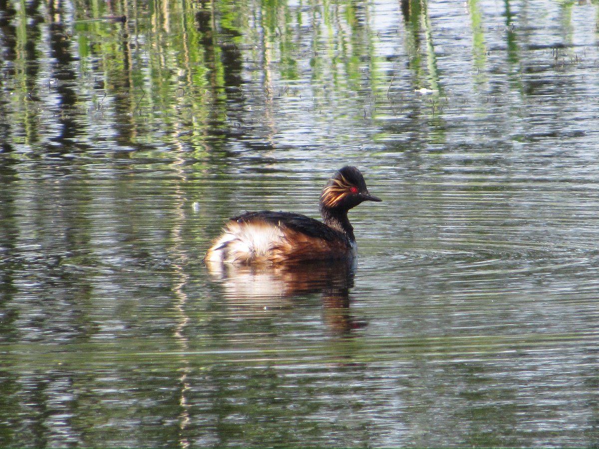 Brilliant day out @RSPBAireValley today, some amazing fantasy birds > Black-necked grebe, Cattle egret, Spoonbill, Glossy ibis, Red kite, Bearded tit, Cetti’s warbler, Cuckoo, Little egret to mention but a few 🤪😵‍💫 @nybirdnews @teesbirds1