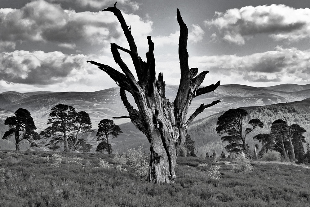 Ben Dolphin 🏴󠁧󠁢󠁳󠁣󠁴󠁿❄️ tweet media