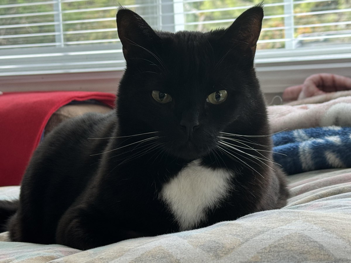 GMarasciullo's tweet image. Happy #caturday #catsofX #catsoffacebook #catsoftwitter