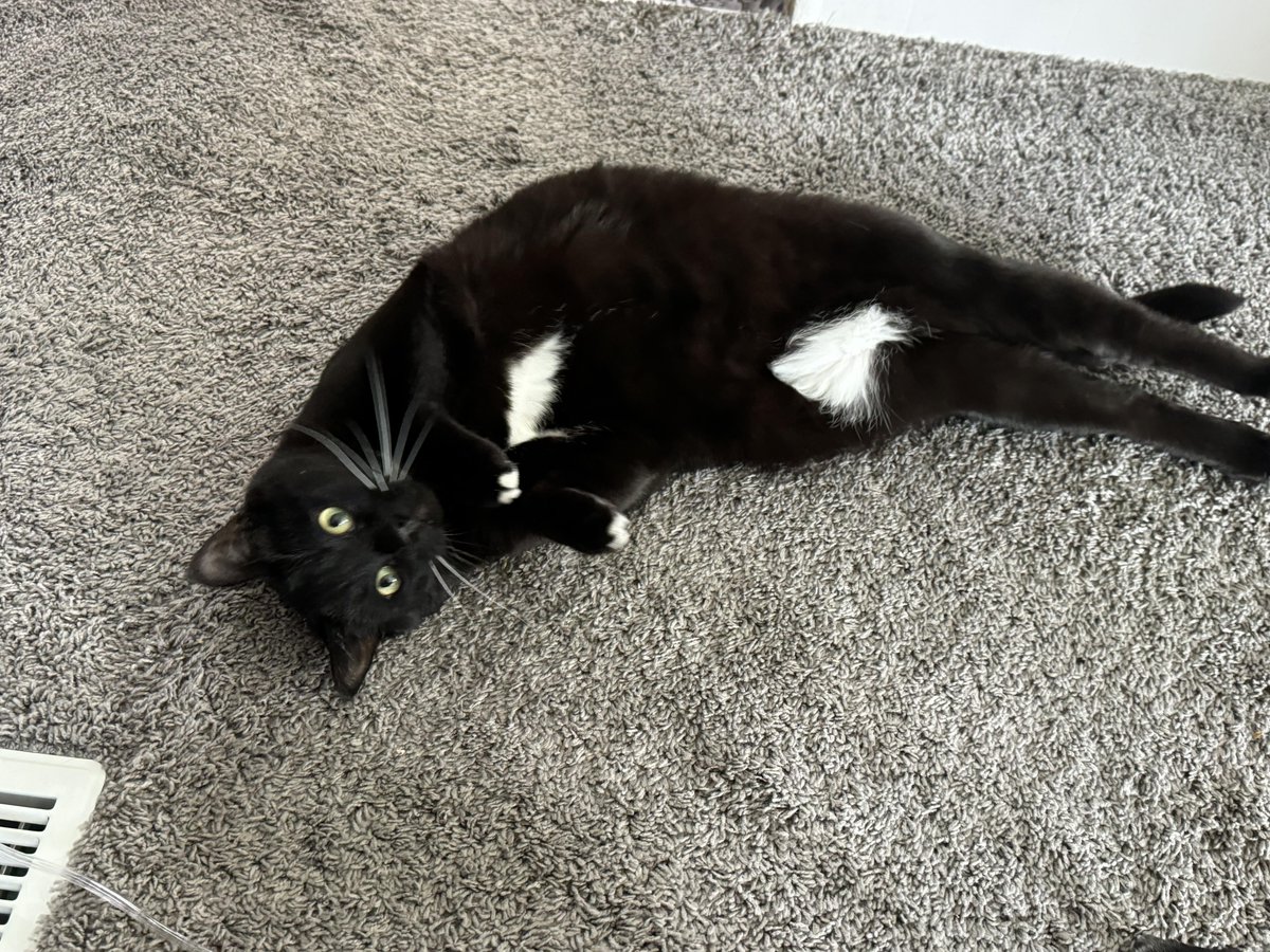 GMarasciullo's tweet image. Happy #caturday #catsofX #catsoffacebook #catsoftwitter