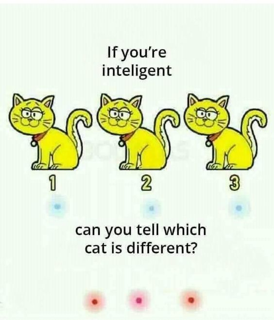 Which cat is different? 

1 or 2 or 3
