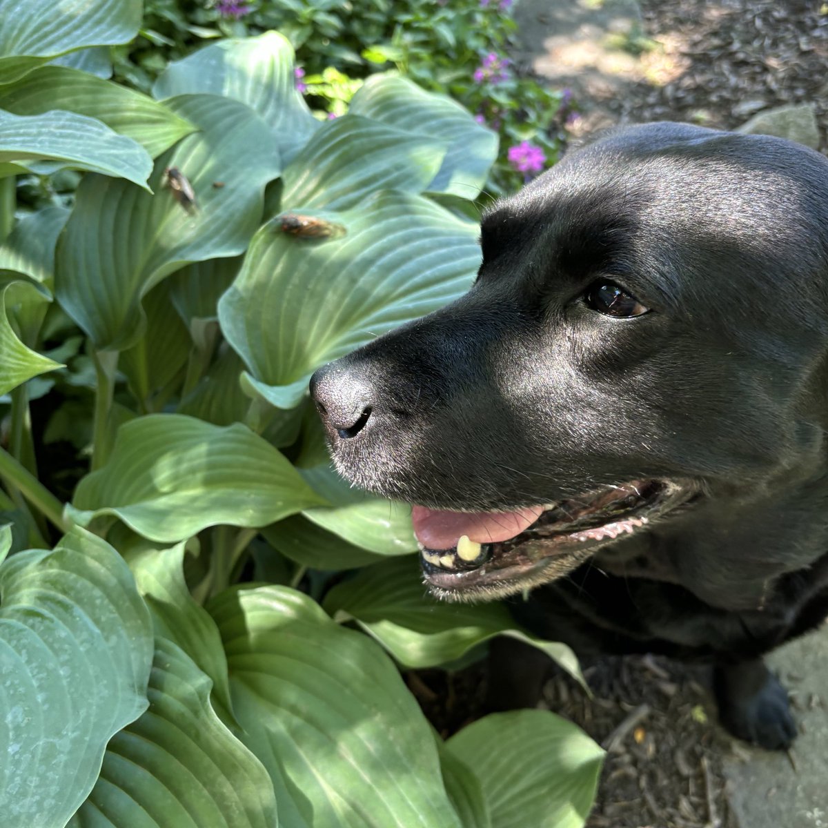 Just checking out all the #cicada action in Libertyville!