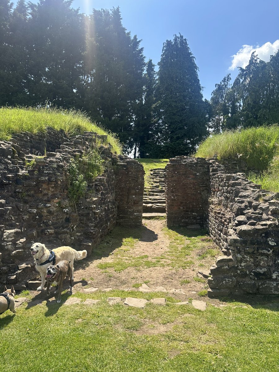 Took the wolf pack to Caerleon on this lovely sunny day 🌞 

I loved to see the tall grass growing on the amphitheatre foundations, presumably for #NoMowMay 🌾

#RomanSiteSaturday