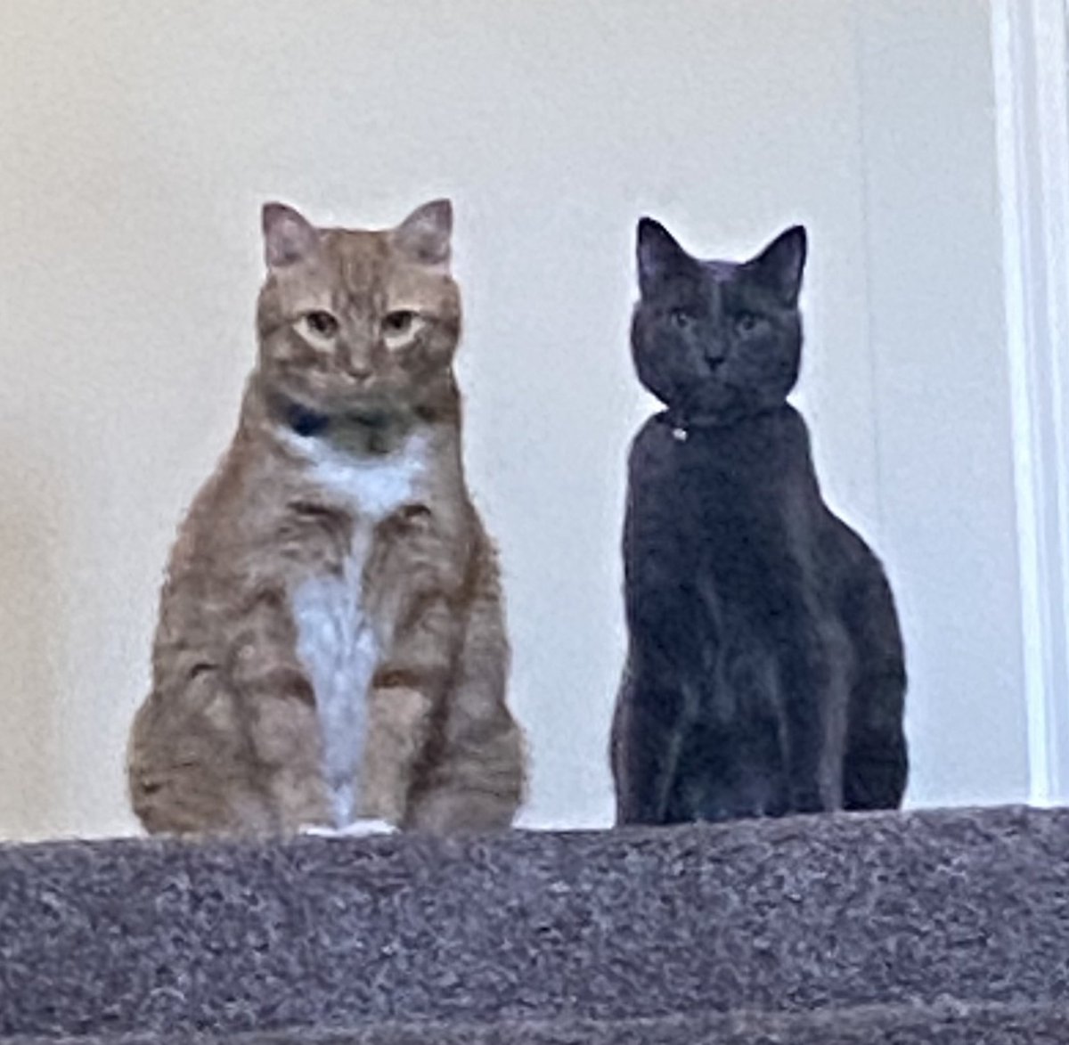 Happy CATurday!!        😻🐈🐾🐈‍⬛😻