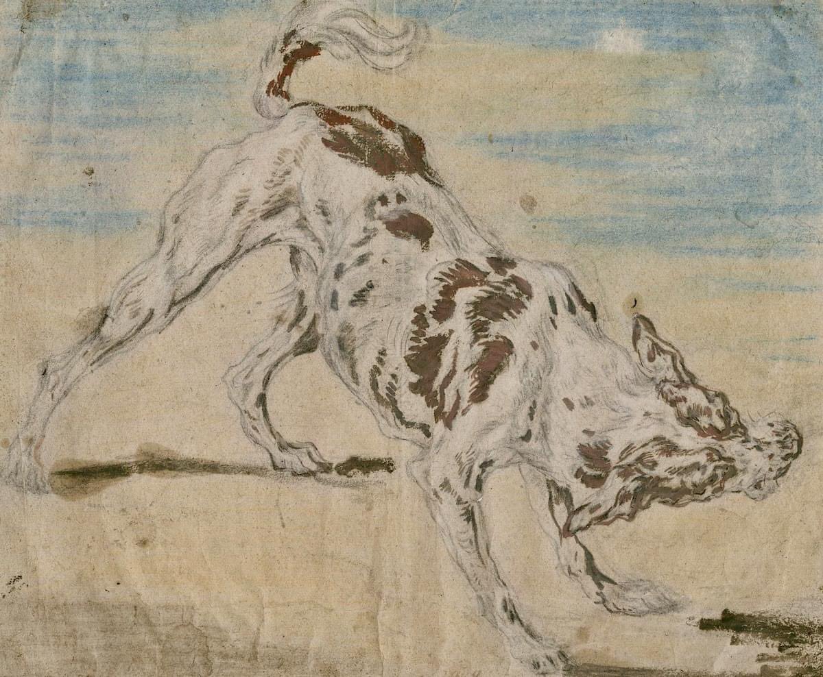 Flemish artists of the 16th and 17th centuries embraced the challenge of drawing animals from life. This is a particularly energetic example by Joannes Fijt, one of Antwerp’s most talented animal painters, currently on display in Bruegel to Rubens: Great Flemish Drawings. Dogs