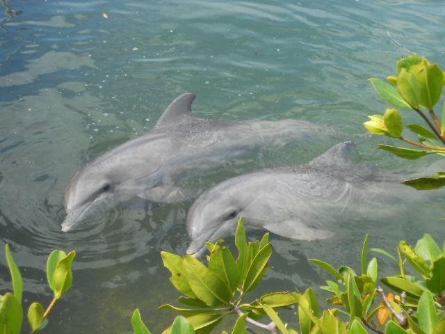 🐬🫧🌿🤍