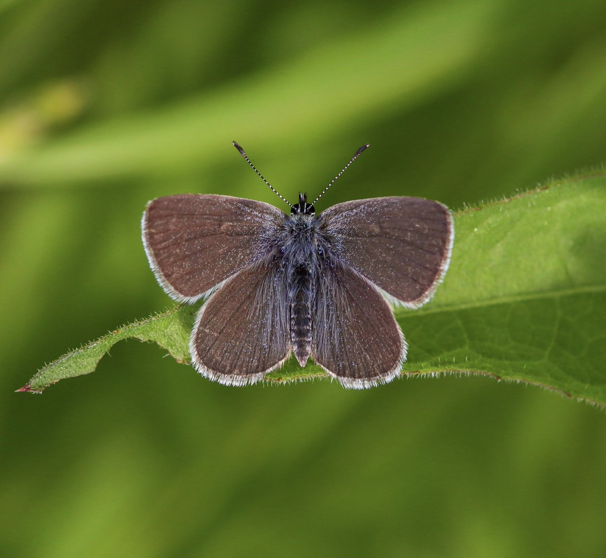 Kudgemz's tweet photo. My first SMALL BLUE of the year and a first for this location 😁👏🦋💙 @savebutterflies @Bc_HertsMiddx #smallblue #butterfly https://t.co/DsjERInhqB