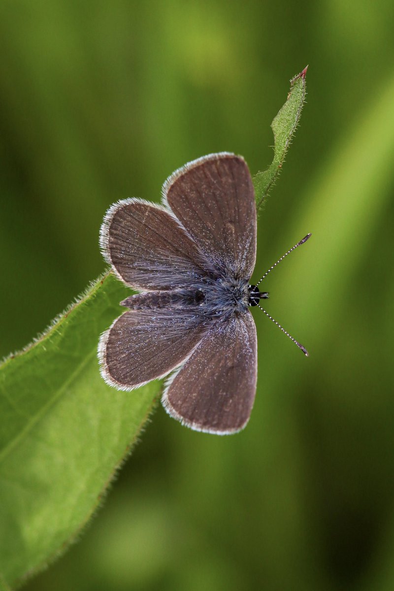 Kudgemz's tweet photo. My first SMALL BLUE of the year and a first for this location 😁👏🦋💙 @savebutterflies @Bc_HertsMiddx #smallblue #butterfly https://t.co/DsjERInhqB