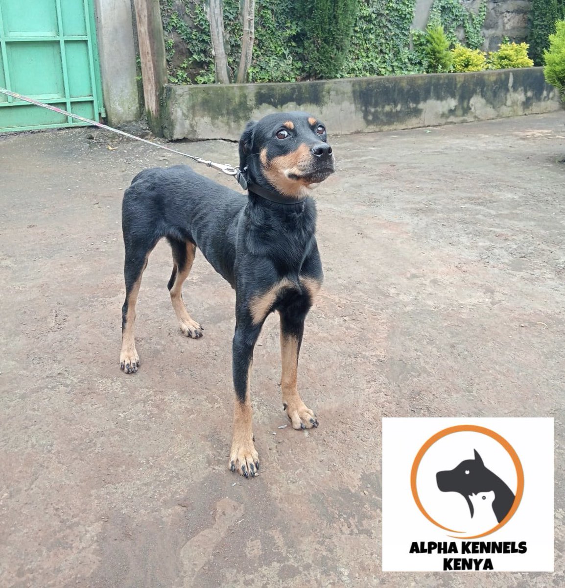 Adoption Thread 🧵 

Zadora is a sweet  4yrs old Rottweiler /Doberman mix that’s been boarding at Alpha Kennels Pet AirBnB.As you can see  her previous owners are unable to keep her due to abit of financial difficulties which means she’s  actively looking for a new